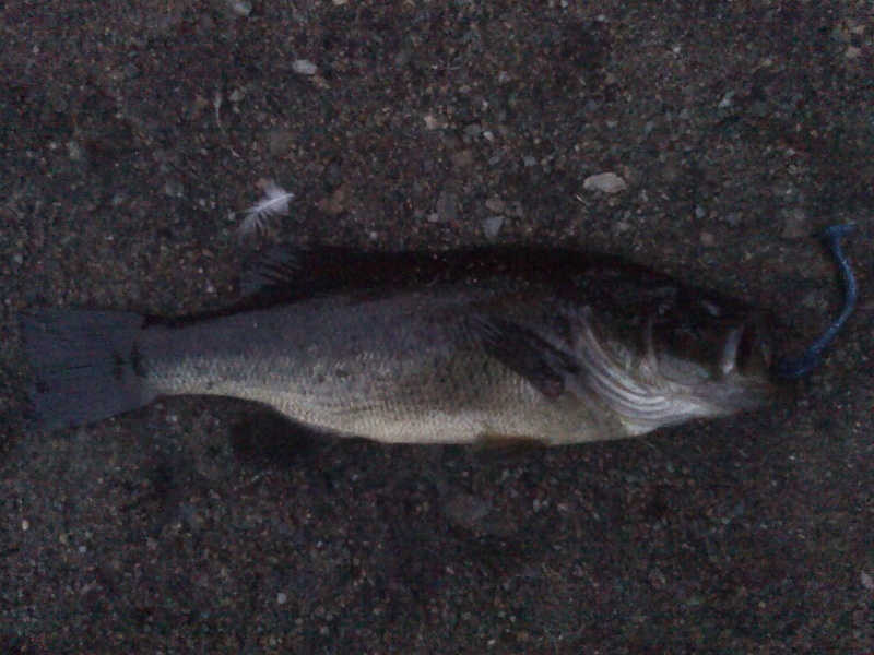 Cove Bass 2