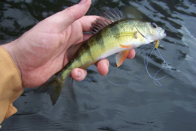 Yellow Perch